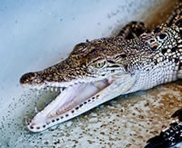 a crocodile