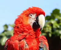 a parrot