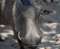 a warthog